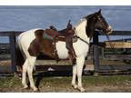 Fancy Brown White Paint Gelding Used for Ranch Work One Hand Neck Rein