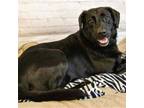 Adopt Swayze a Black Labrador Retriever