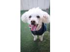 Adopt Miracle a Poodle
