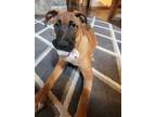 Adopt Bailey Doo a Boxer, German Shepherd Dog