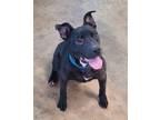 Adopt Tugg a Pit Bull Terrier, Boxer
