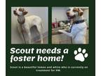Adopt Needs Foster Scout (FL) a English Pointer