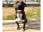 Adopt MR BROWN a Pit Bull Terrier, Mixed Breed