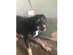 Adopt Sully a Mixed Breed, Rottweiler