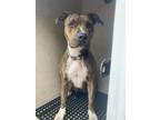 Adopt PHEONIX a Pit Bull Terrier, Mixed Breed