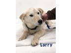 Adopt Larry a Labrador Retriever, Mixed Breed