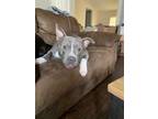 Adopt Cooper a Pit Bull Terrier