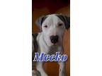 Adopt Meeko a Cane Corso, Pit Bull Terrier