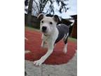 Adopt Colin a Pit Bull Terrier
