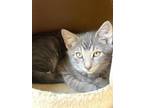 Adopt Tom and Jerry a American Shorthair