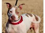 Adopt Millie a Pit Bull Terrier, Staffordshire Bull Terrier