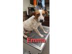 Adopt Emma a Australian Cattle Dog / Blue Heeler