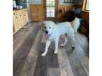 Adopt Cotton a Great Pyrenees, Mixed Breed