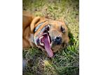 Adopt Ramsey a Labrador Retriever / Mixed dog in St. Francisville, LA (33621662)
