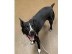 Adopt Howie (FOSTER TO ADOPT) a Black Terrier (Unknown Type
