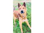 Adopt a Brown/Chocolate German Shepherd Dog / Mixed dog in Visalia