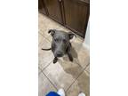 Adopt Bruno a Black - with Gray or Silver American Pit Bull Terrier / Poodle