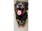 Adopt Ellie a Black Shepherd (Unknown Type) / Collie / Mixed dog in Spartanburg
