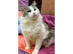 Adopt Pierce a Gray or Blue (Mostly) Maine Coon cat in Cary, NC (33622886)