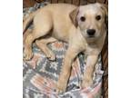 Adopt Cotton a Tan/Yellow/Fawn Labrador Retriever / Mixed dog in Brattleboro