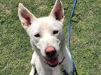 Adopt AUSTIN a White German Shepherd Dog / Mixed dog in Tustin, CA (33627408)