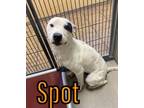 Adopt Spot 119620 a White Pit Bull Terrier dog in Joplin, MO (33627281)