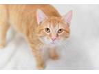 Adopt Mayo a Orange or Red Domestic Shorthair / Domestic Shorthair / Mixed cat