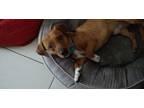 Adopt Thor a Tan/Yellow/Fawn - with White Dachshund / Beagle / Mixed dog in West