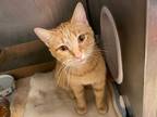 Adopt GRETA a Orange or Red Tabby Domestic Shorthair / Mixed (short coat) cat in