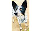 Adopt MARY JANE a Black Australian Cattle Dog / Mixed dog in Visalia