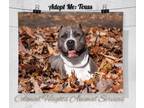Adopt Texas* a Gray/Silver/Salt & Pepper - with White American Pit Bull Terrier