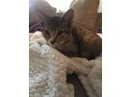 Adopt Homey a Tan or Fawn American Shorthair / Mixed (short coat) cat in