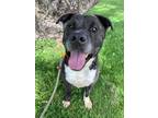 Adopt BJORN a Brindle American Pit Bull Terrier / Mixed dog in Albuquerque