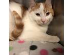 Adopt Dawn a White Domestic Shorthair / Domestic Shorthair / Mixed cat in