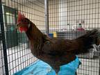 Adopt UNKNOWN a Brown Chicken / Mixed bird in Rancho Cucamonga, CA (33626857)