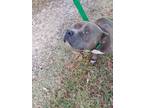 Adopt Blue a Pit Bull Terrier / Mixed dog in LAFAYETTE, LA (33626802)