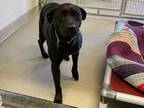 Adopt Xena a Black American Pit Bull Terrier / Mixed dog in Virginia Beach