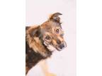 Adopt LADDIE a Brown/Chocolate - with White Collie / Shepherd (Unknown Type) /