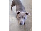 Adopt Phoebe a Gray/Silver/Salt & Pepper - with White American Pit Bull Terrier