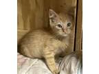 Adopt Hans LF a Domestic Shorthair / Mixed cat in Lyman, SC (33622144)