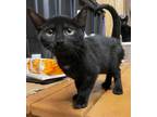 Adopt Iduna LF a All Black Domestic Shorthair / Mixed cat in Lyman
