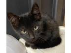 Adopt Edgar LF a All Black Domestic Shorthair / Mixed cat in Lyman