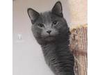 Adopt Berkley a Gray or Blue Domestic Shorthair / Domestic Shorthair / Mixed cat