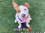 Adopt BUG a White - with Tan, Yellow or Fawn American Pit Bull Terrier / Mixed