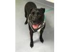 Adopt Jack a Black Mastiff / Mixed dog in Daytona Beach, FL (33626057)