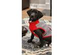 Adopt Noah a Black Beagle / Pointer / Mixed dog in Argyle, NY (33625948)