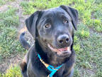 Adopt @ZENA a Black Labrador Retriever / Mixed dog in San Jose, CA (33626009)