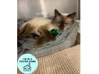 Adopt Windsor a Brown or Chocolate Siamese / Domestic Longhair / Mixed cat in