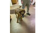 Adopt 49389506 a Brown/Chocolate Hound (Unknown Type) / Mixed dog in Cullman