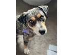 Adopt Zenni a Merle Catahoula Leopard Dog / Mixed dog in Fort Collins